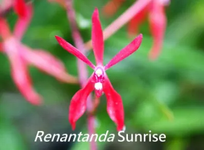 Renantanda Sunrise (Renantanda)