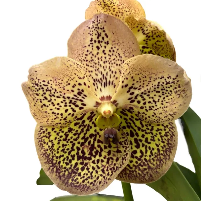 Vanda Sahara Spots 'ANSU'