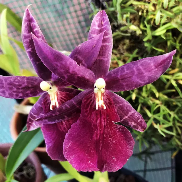 Miltassia Dark Star