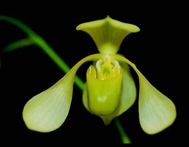 Paphiopedilum lowii var alba (Paphiopedilum)