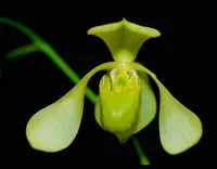 Paphiopedilum lowii var alba