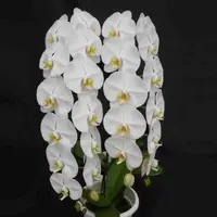 Phalaenopsis Sogo Yukidian V3 - Big Plant