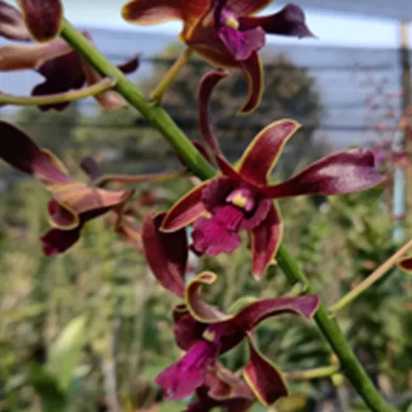 Dendrobium King Cobra x lasianthera