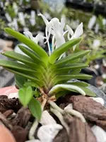 Neofinetia falcata ‘Kirinmaru’