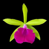 Provacatola (Pcv.) Winston's Wonder 'How About That' AM/AOS