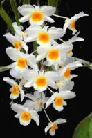 Dendrobium farmerii sp.