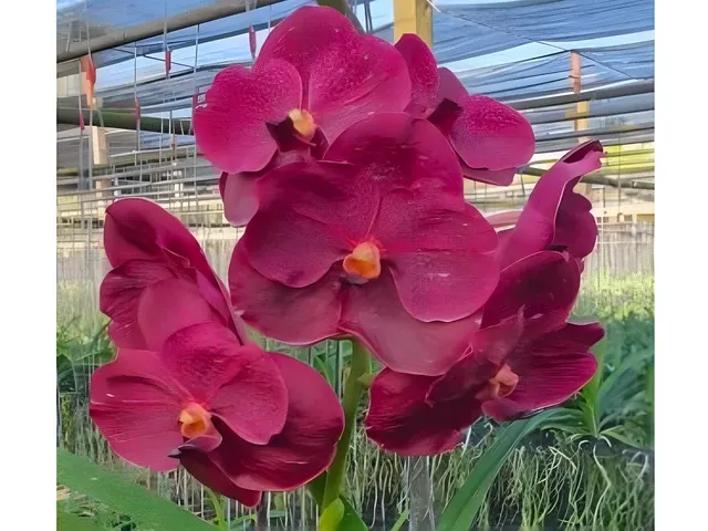 Vanda Memoria Ted Carter (Vanda)