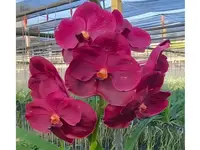Vanda Memoria Ted Carter