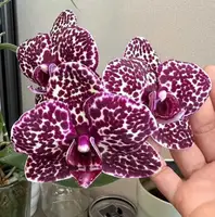 Matured Phalaenopsis Lioulin Wild Cat with Buds