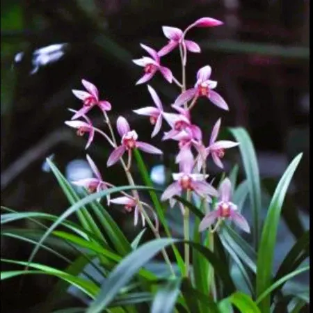 Cymbidium ensifolium 'Shi Chang Hong' (Cymbidium)