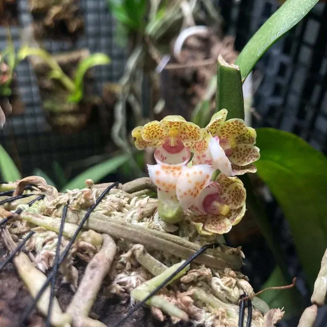 Gastrochilus hainanensis (Gastrochilus)