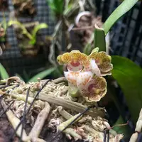 Gastrochilus hainanensis