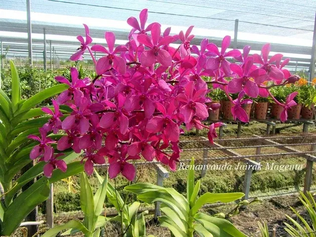 Renantanda Jairak 'Magenta'