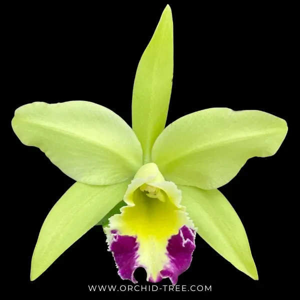 Rhyncholaeliocattleya Greenwich 'Elmhurst' (Rhyncholaeliocattleya)