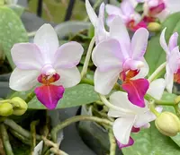 Phal. Liu's Berry 'M' (PM246) (Hybrid)