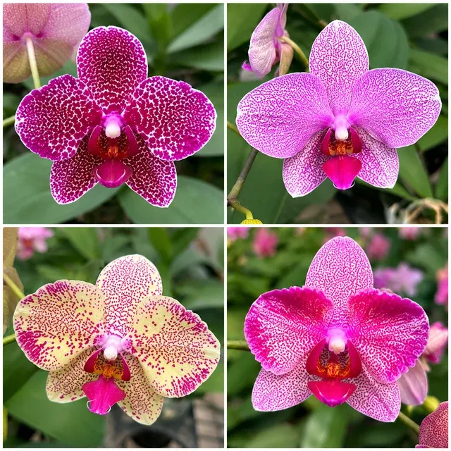 Phalaenopsis Sogo Diamond × Taida Red Bird