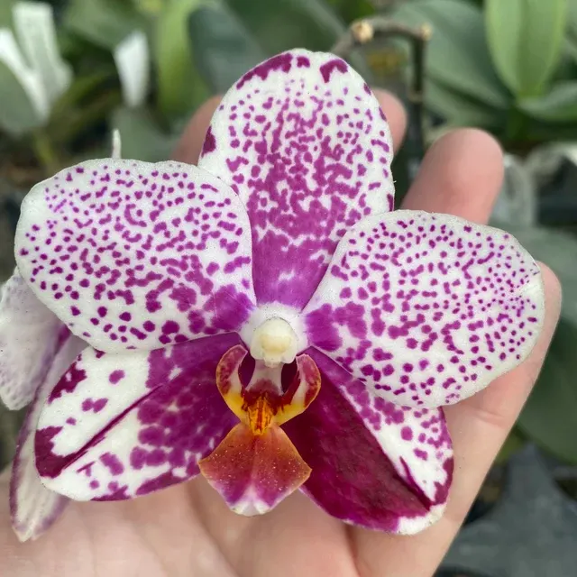 Phalaenopsis Golden Peoker