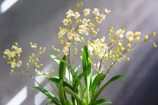 Oncidium Twinkle 'Fragrant Baby' (Oncidium)