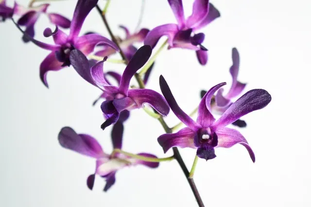 Dendrobium Hawaiian Punch