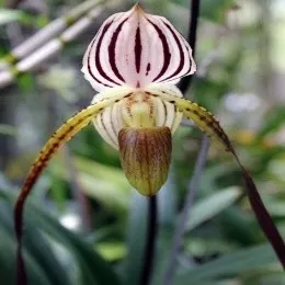 Paphiopedilum Mount Toro