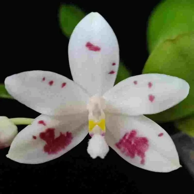 Phalaenopsis speciosa spot sp (Phalaenopsis)