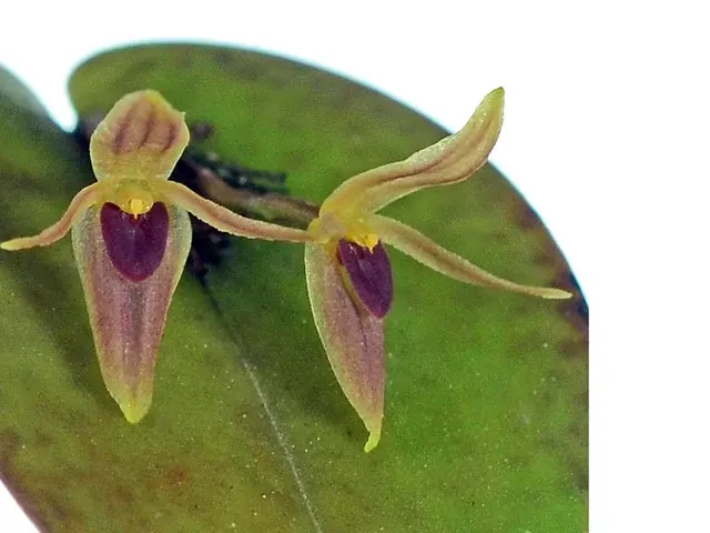 Pleurothallis prolaticollaris (Pleurothallis)