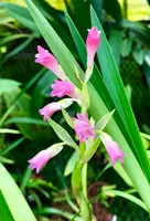 Coelia guatemalensis