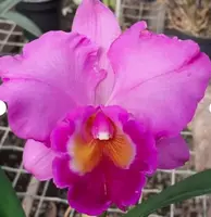 Lc. Lake Cachuma 'Foothill'