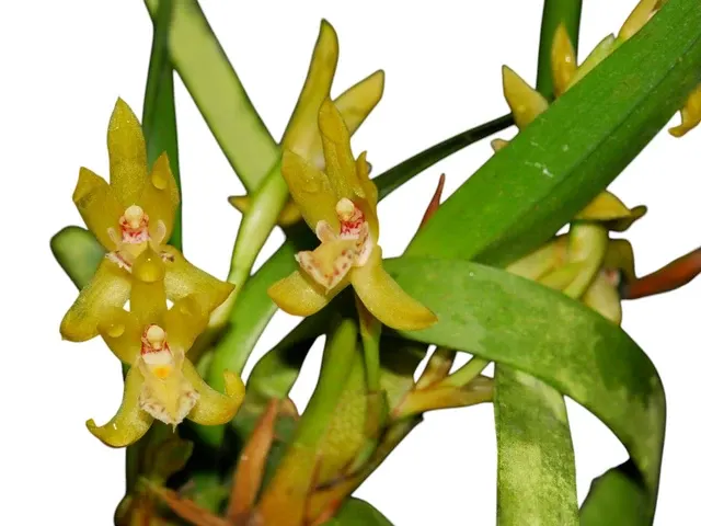 Maxillaria imbricata (Maxillaria)