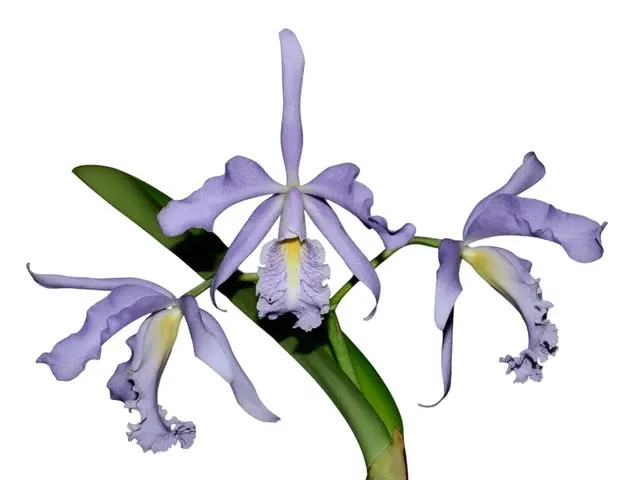 Cattleya maxima f coerulea (Cattleya)