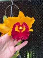 Rlc. Chunyeah 'Big Society'