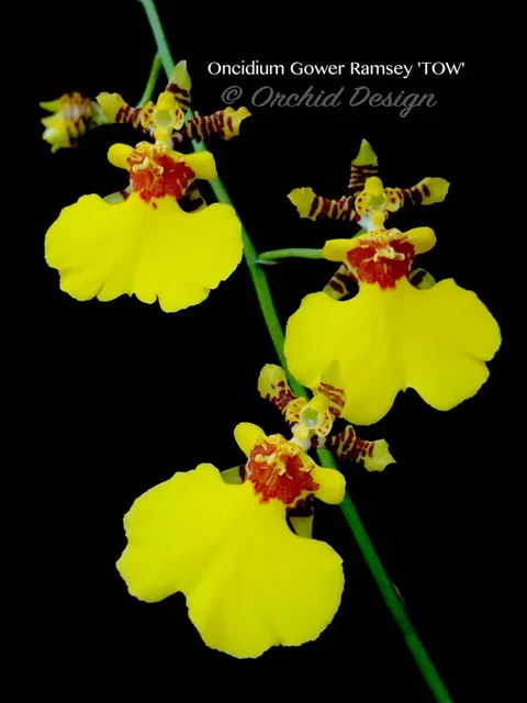 Oncidium Gower Ramsey 'TOW'
