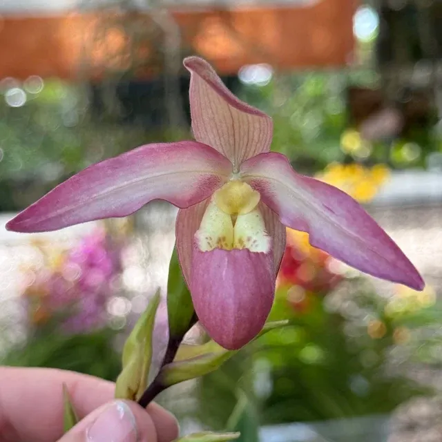 Phragmipedium QF Long Tower (Phragmipedium)