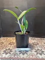 Cattleya Tigrina v. alba 'Too Good' x self