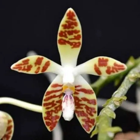 Phalaenopsis sumatrana sp (Phalaenopsis)