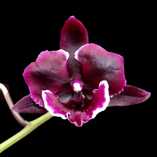 Phalaenopsis Miki Witch '467'