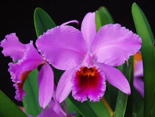 Cattleya percivaliana x s 'Big Claude'