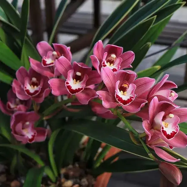 Cymbidium China Dragon 'Gold Edge' (Cymbidium)