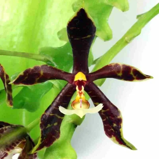 Phalaenopsis pantheriana 'Nicholas' (Phalaenopsis)