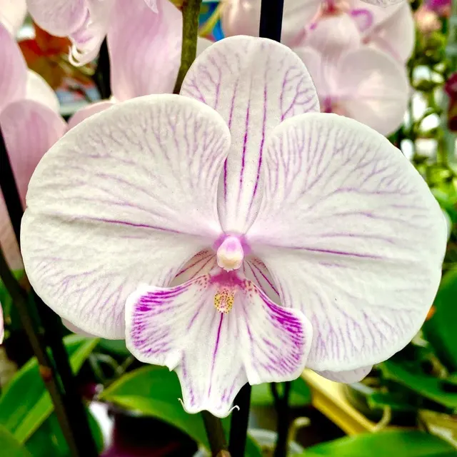 Phalaenopsis 'Manta Ambon'