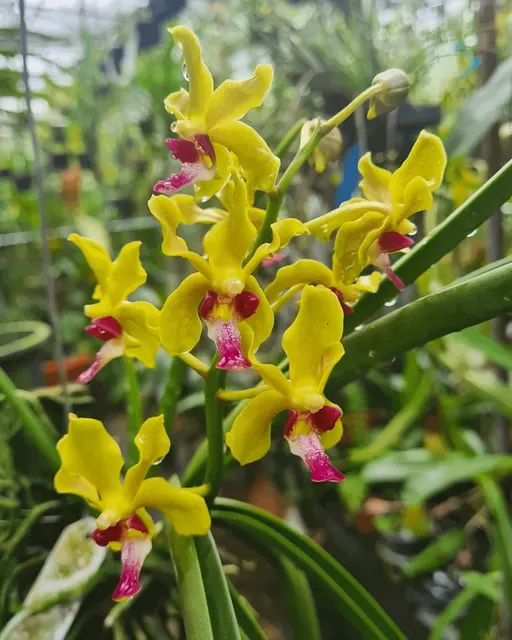 Paraphalaenopsis Wong Yit Hoe