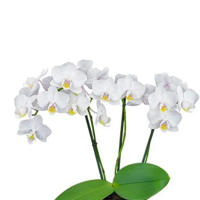 Phalaenopsis White Affairs