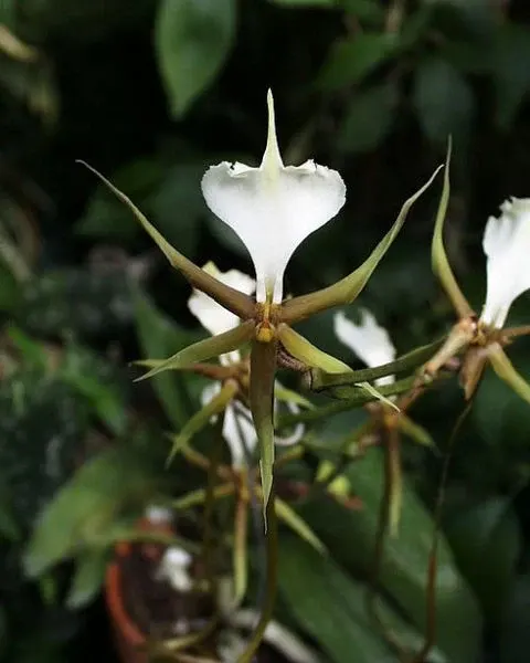 Plectrelminthus caudatus