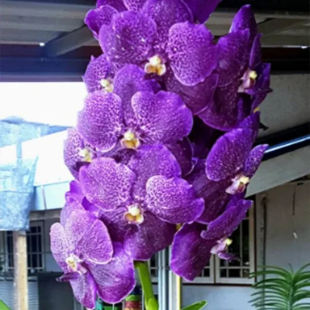 Vanda Kultana Violet (Vanda)
