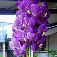 Vanda Orchid V.Kultana Violet #96 Mature - Ready To Flower