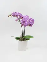 3" Double Stem Purple Phalaenopsis Orchid Plant in White Ceramic Pot
