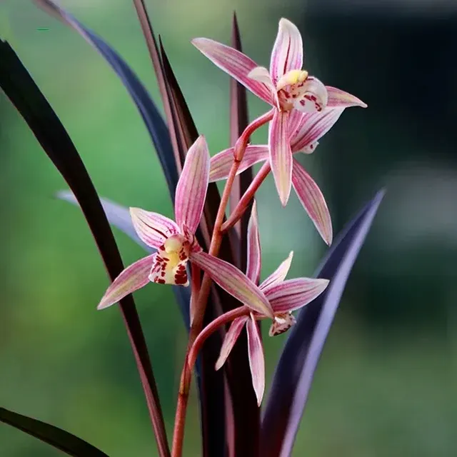 Cymbidium kanran 'Hong-Cao' (Cymbidium)