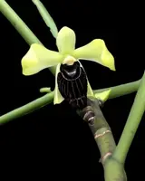 Luisia thailandica