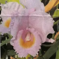 C. schroederae (`Amabilae' x `Fascination') Cattleya Species 3.5" Pot