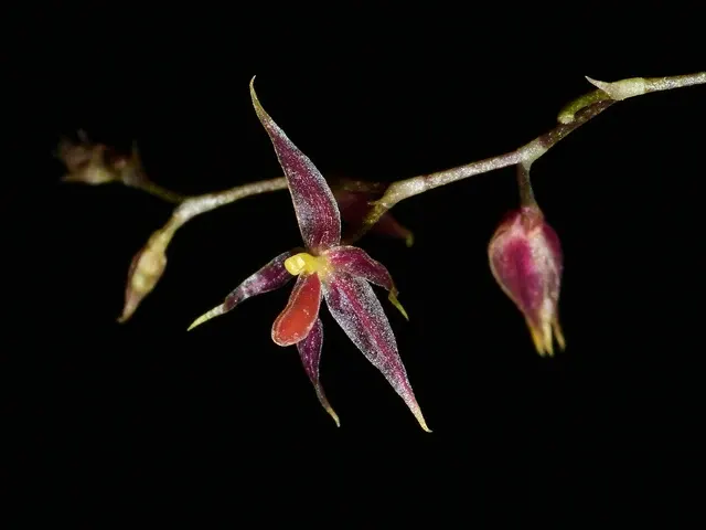 Platystele orectoglossa (Platystele)